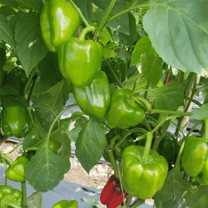Capsicum Two