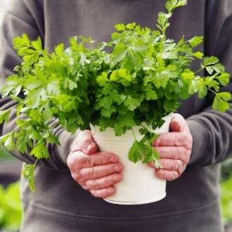 Tease Fresh Aroma Coriander Plant