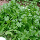 Coriander Two