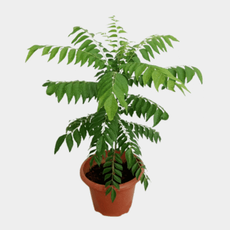 Tease Aromatic Curry Leaf Plant