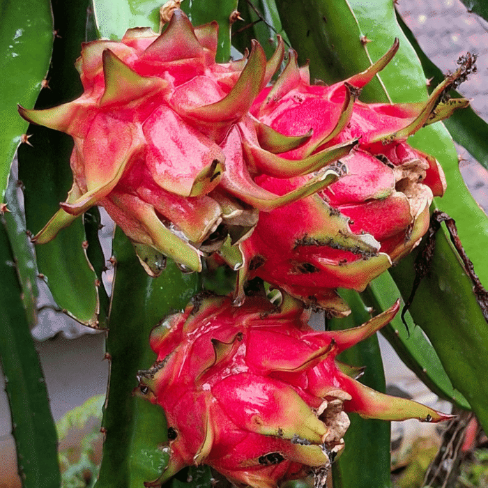 Dragon Fruit One