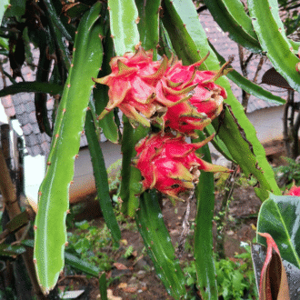 Tease Exotic Dragon Fruit Plant