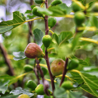 Tease Royal Fig (Anjeer) Plant