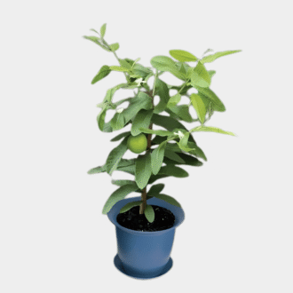 Tease Tropical Sweet Guava Plant