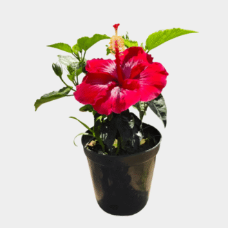 Hibiscus
