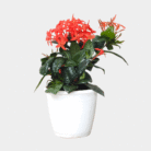 Ixora One