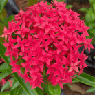 Ixora Three