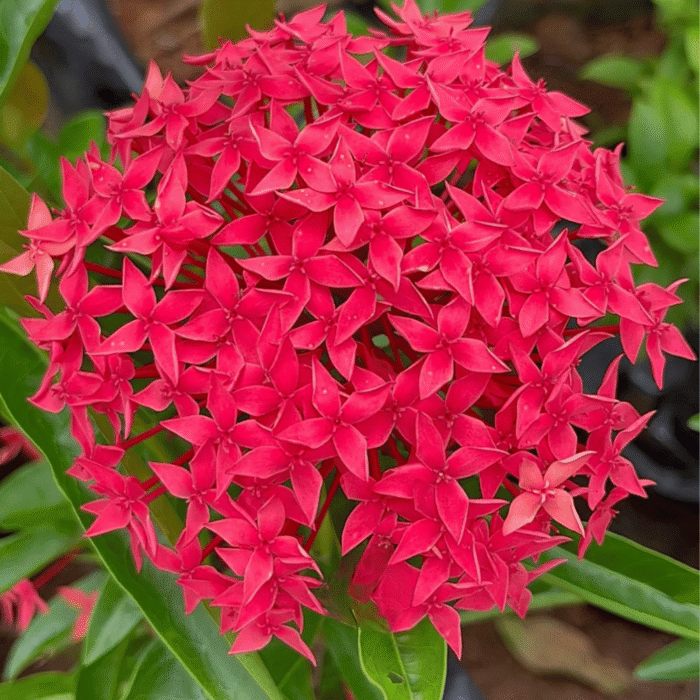 Ixora Three Ixora Three