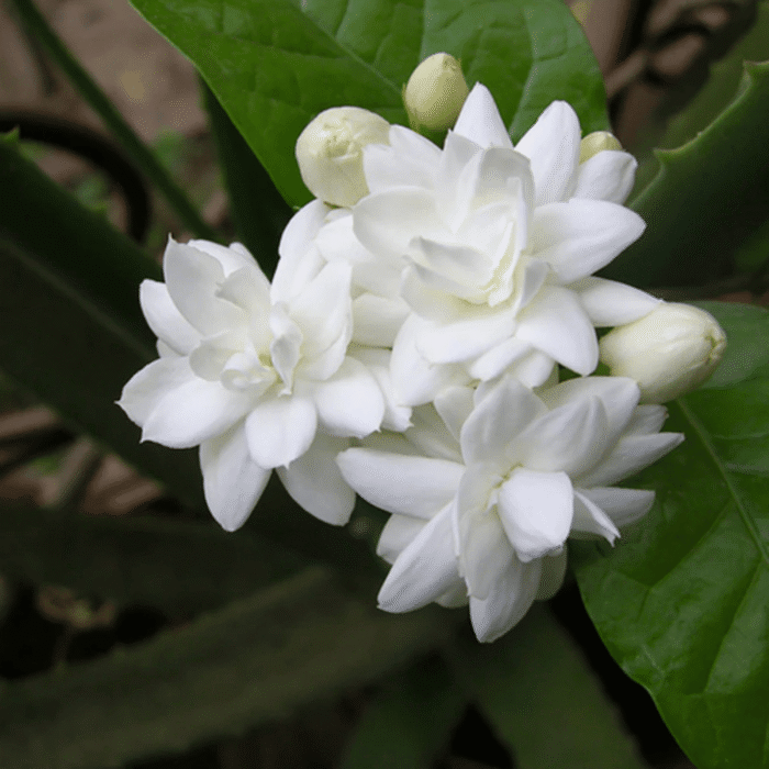 Jasmine Three