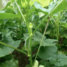 Okra Two
