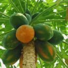 Papaya two