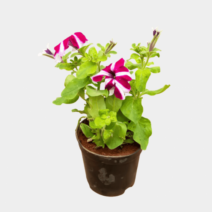 Petunia one Petunia one