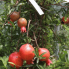 Pomegranate Two