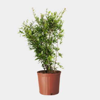 Tease Ruby Jewel Pomegranate Plant