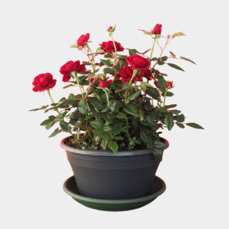 Rose (Desi / Hybrid)