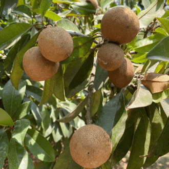 Tease Sweet Cream Sapota Plant