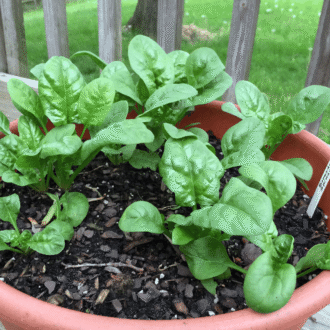 Tease Nutri Green Spinach Plant