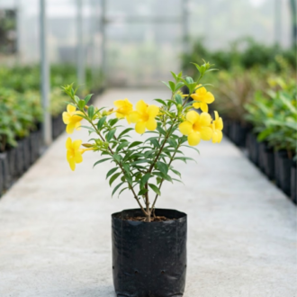 Allamanda | Allamanda cathartica