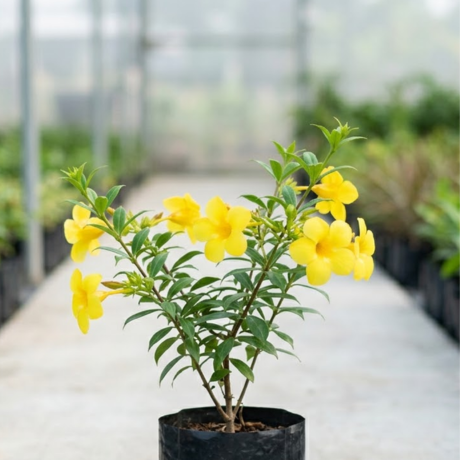 Allamanda (2) Allamanda (2)