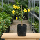 Allamanda Yellow Bell (1)