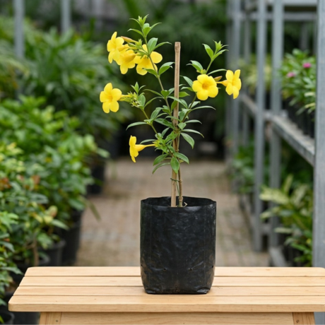 Allamanda Yellow Bell (1) Allamanda Yellow Bell (1)