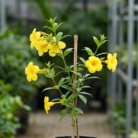 Allamanda Yellow Bell (2)
