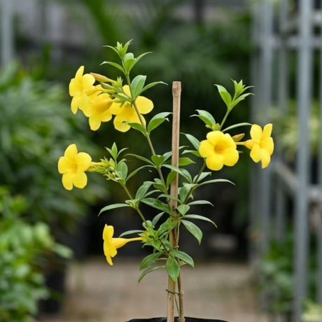 Allamanda Yellow Bell (2) Allamanda Yellow Bell (2)
