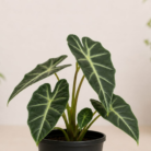 Alocasia (1)