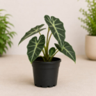 Alocasia (2)
