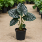 Alocasia Regal Shield