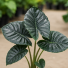 Alocasia Regal Shield one