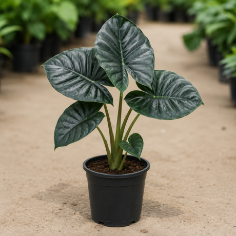 Alocasia Regal Shield Alocasia Regal Shield