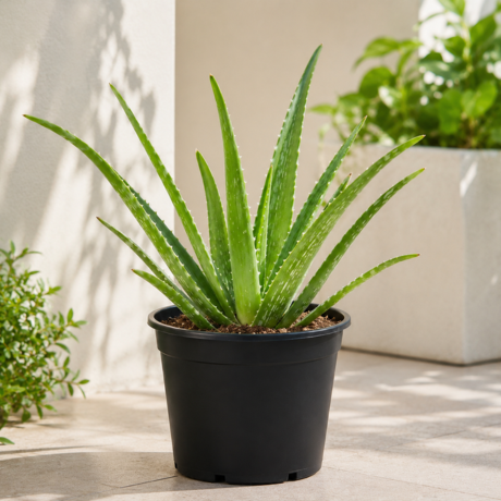 Aloe Vera Aloe Vera