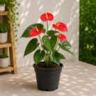 Anthurium
