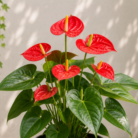 Anthurium one