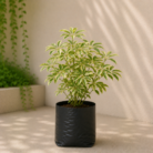 Aralia (1)