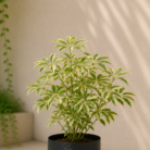 Aralia (2)
