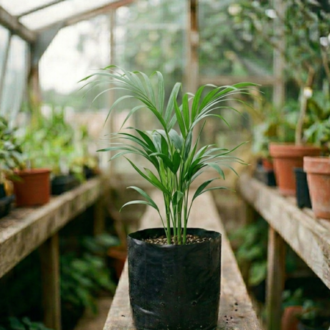 Areca Palm | Dypsis Lutescens