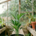 Areca Palm (2)