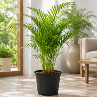 Areca Palm (Chrysalidocarpus Lutescens) | Dypsis Lutescens