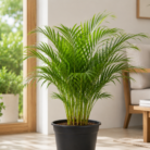 Areca Palm one