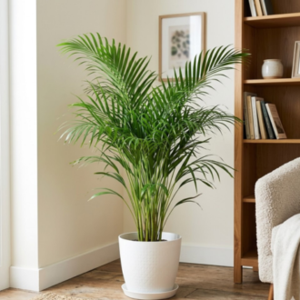 Areca Palm Potted With 12 Inch White Designer Pot