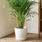 Areca palm (2)