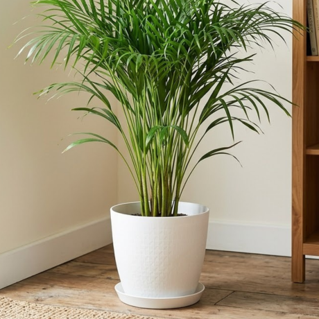 Areca palm (2) Areca palm (2)