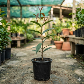 Ashoka Tree | Polyalthia longifolia