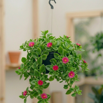 Baby Sunrose | Aptenia Cordifolia