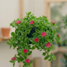 Baby Sunrose (2)