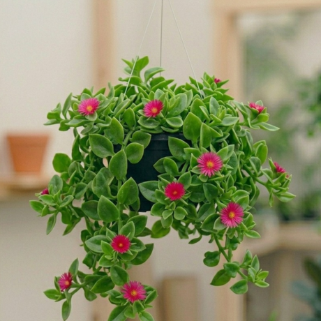 Baby Sunrose (2) Baby Sunrose (2)