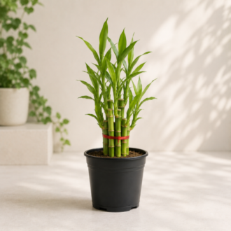 Bamboo Plant | Bambusa Vulgari