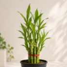 Bamboo Palm (2)